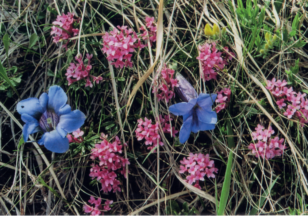 genziane tra i fili d erba dei prati adiacenti alla via dei mulini - Dafne Odorosa – Fiore di San Daniele (Daphne cneorum L.), Genziana di Clusius (Gentiana clusii L.)