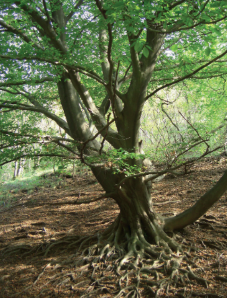 Il Grande Faggio sulla Via dei Mulini - Fagus sylvatica L.
